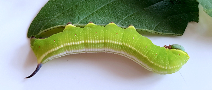 Final instar larva of Hemaris ottonis (bred), Andreevka, Khasan District, Primorskiy Krai, Russian Far East, 23.vi.2018. Photo: © Serge Yevdoshenko.