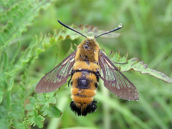 Resting Hemaris radians, Japan. Photo: © Masamichi Furukawa.