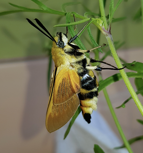 Newly emerged male of Hemaris radians drying wings (bred), Andreevka, Khasan District, Primorskiy Krai, Russian Far East, 2018. Photo: © Serge Yevdoshenko.