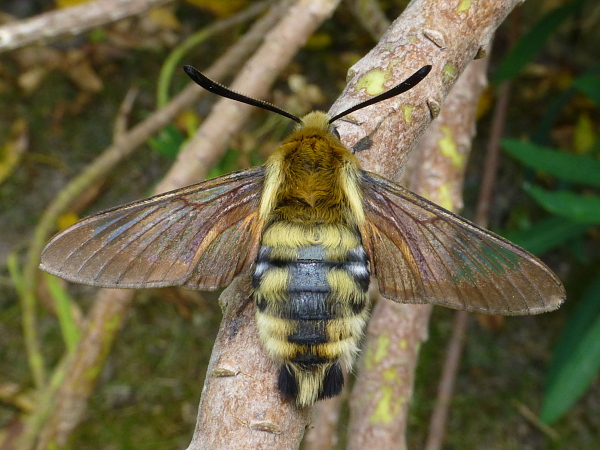 Male Hemaris radians with some residual pre-flight scales (bred 2018/19), Andreevka, Khasan District, Primorskiy Krai, Russian Far East, 2018, leg. Serge Yevdoshenko. Photo: © Tony Pittaway.