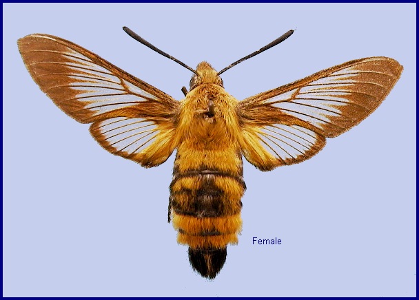 Female Hemaris radians. Photo: © NHMUK