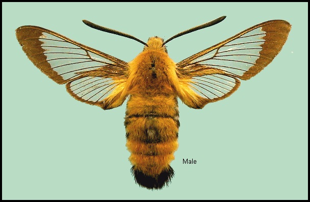 Male Hemaris radians. Photo: © NHMUK