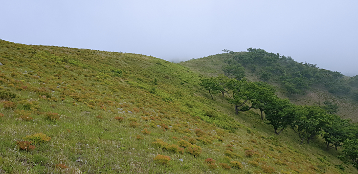 Typical habitat of Hemaris radians, Andreevka, Khasan District, Primorskiy Krai, Russian Far East, 5.vi.2018. Photo: © Serge Yevdoshenko.