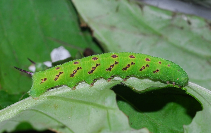 Full-grown larva of Hemaris radians, Nagano, Japan. Photo: © Takahiro Yano.