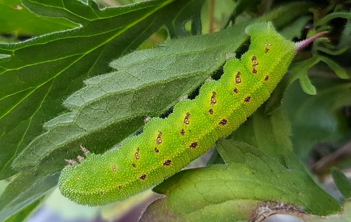 Full-grown larva of Hemaris radians, Andreevka, Khasan District, Primorskiy Krai, Russian Far East, 2018. Photo: © Serge Yevdoshenko.