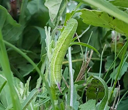 Full-grown larva of Hemaris radians, Andreevka, Khasan District, Primorskiy Krai, Russian Far East, 2018. Photo: © Serge Yevdoshenko.