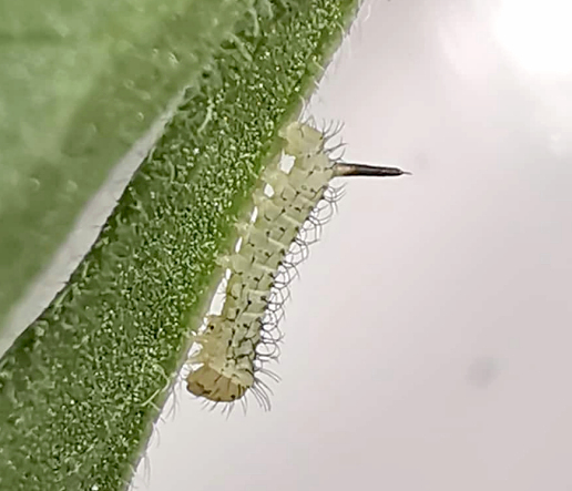 First instar larva of Hemaris radians (bred), Andreevka, Khasan District, Primorskiy Krai, Russian Far East, 2018. Photo: © Serge Yevdoshenko.