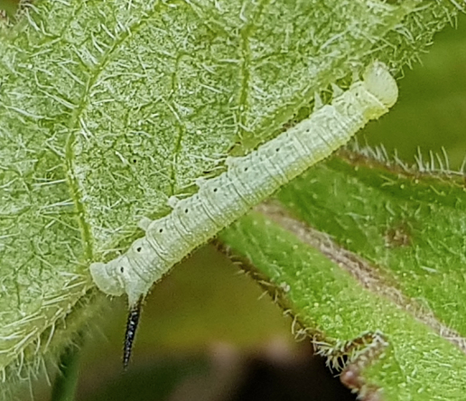 Second instar larva of Hemaris radians, Andreevka, Khasan District, Primorskiy Krai, Russian Far East, 5.vi.2018. Photo: © Serge Yevdoshenko.