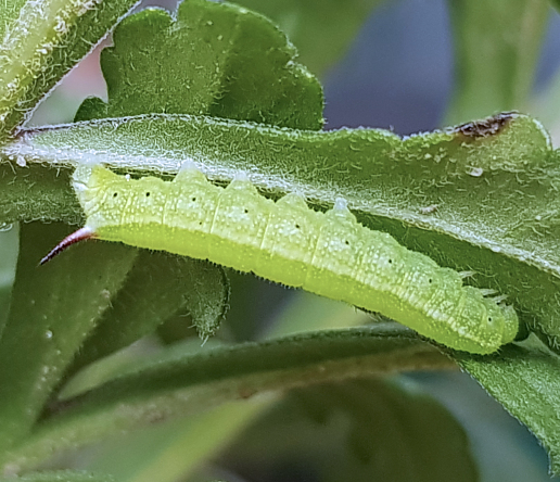 Fourth instar larva of Hemaris radians (bred), Andreevka, Khasan District, Primorskiy Krai, Russian Far East, 2018. Photo: © Serge Yevdoshenko.