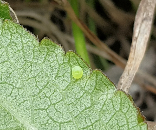 Egg of Hemaris radians, Andreevka, Khasan District, Primorskiy Krai, Russian Far East, 5.vi.2018. Photo: © Serge Yevdoshenko.