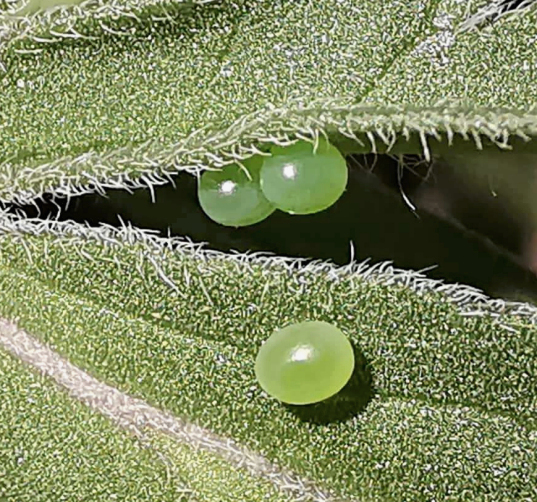 Egg of Hemaris radians, Andreevka, Khasan District, Primorskiy Krai, Russian Far East, bred 2019. Photo: © Serge Yevdoshenko.