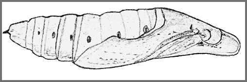 Pupa of Hippotion rafflesii rafflesii. Image: Mell, 1922b