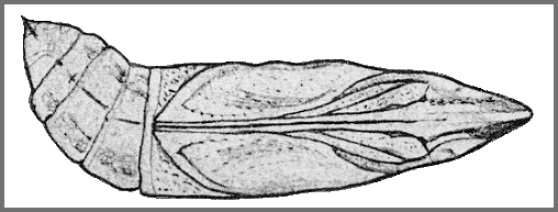 Pupa of Hippotion rafflesii rafflesii. Image: Mell, 1922b