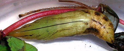 Pupa of Hippotion rafflesii rafflesii (ventral view), Maharashtra, India. Photo: © V. Shubhalaxmi.