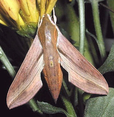 Adult Hippotion rosetta, Kuala Lumpur, Malaysia. Photo: © Wendy Lim