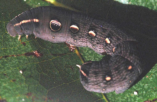 Full-grown dark larva of Hippotion rosetta, Sulawesi, Indonesia. Photo: © Lindsay Warren