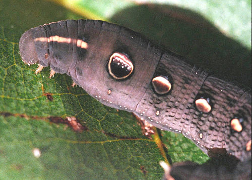 Full-grown dark larva of Hippotion rosetta, Sulawesi, Indonesia. Photo: © Lindsay Warren