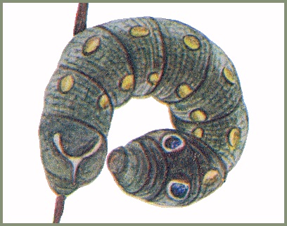 Full-grown dark larva of Hippotion rosetta. Image: Mell, 1922b