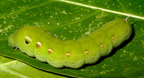 Full-grown green form larva of Hippotion rosetta on Morinda, Singapore. Photo: © Kelvin Lim