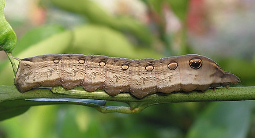 Full-grown brown form larva of Hippotion rosetta on Pentas, Waialua, Oahu, Hawaii, 22.x.2004. Photo: © Carla Kishinami