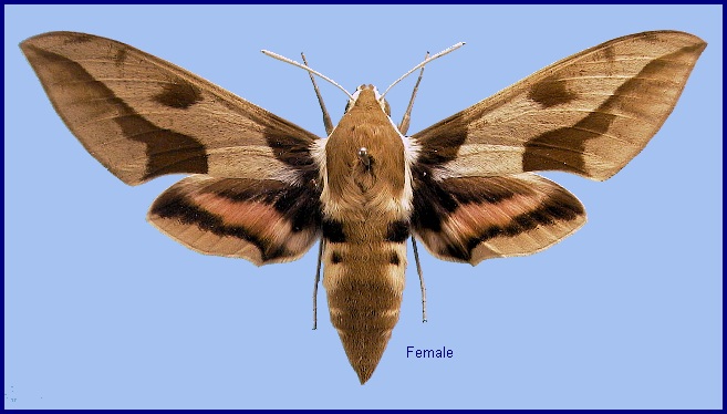 Female Hyles nicaea sheljuzkoi. Photo: © NHMUK