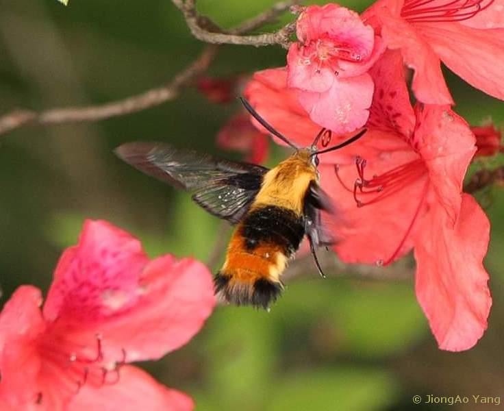 Male Hemaris staudingeri at azelea blossom, Tianmu Shan, Zhejiang, China, 10.v.2019. Photo: © JiongAo Yang, 2019.