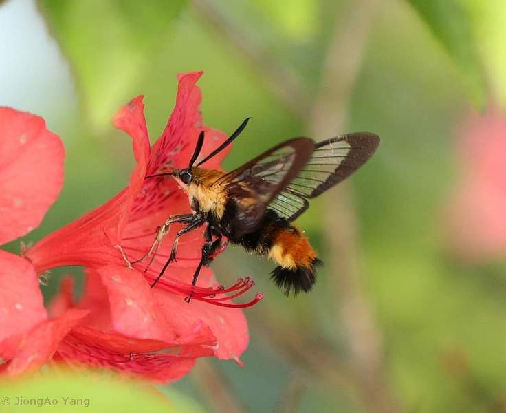 Male Hemaris staudingeri at azelea blossom, Tianmu Shan, Zhejiang, China, 10.v.2019. Photo: © JiongAo Yang, 2019.