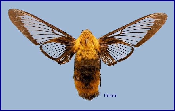 Female Hemaris staudingeri. Photo: © NHMUK