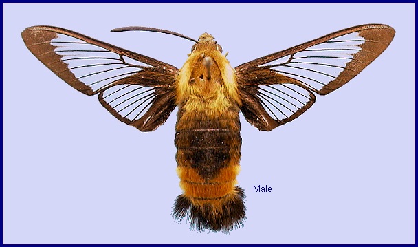 Male Hemaris staudingeri. Photo: © NHMUK