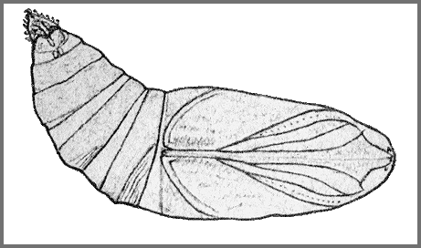 Pupa of Hemaris staudingeri. Image: Mell, 1922b