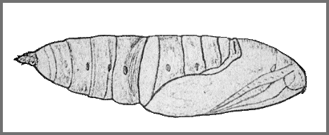 Pupa of Hemaris staudingeri. Image: Mell, 1922b