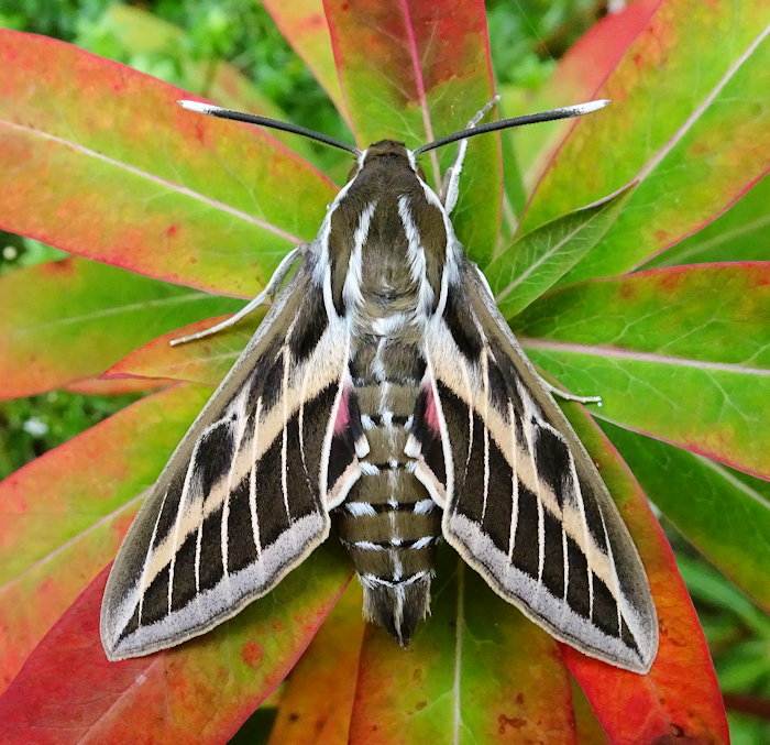 Male Hyles tatsienluica, Annapurna area, Nepal, ex ova viii.2024, leg. Serge Yevdoshenko. Photo: © Tony Pittaway.