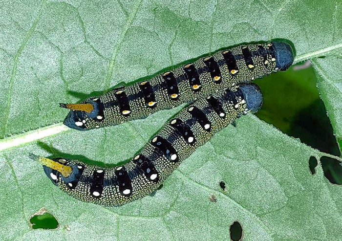 Full-grown larva of Hyles tatsienluica, Annapurna area, Nepal, ex ova viii.2024. Photo: © Serge Yevdoshenko.