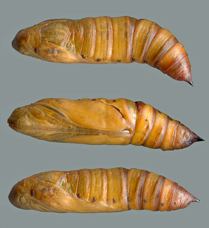 Pupae of Hyles tatsienluica, Annapurna area, Nepal, viii.2024, leg. Serge Yevdoshenko. Photo: © Tony Pittaway.