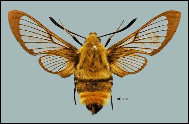 Female Hemaris tityus. Photo: © NHMUK