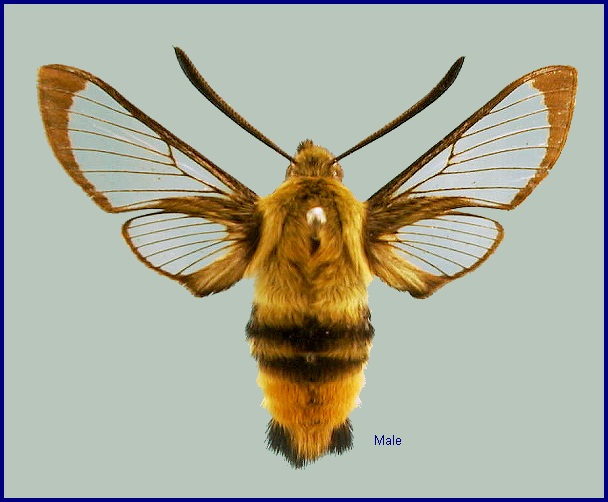 Male Hemaris tityus. Photo: © NHMUK