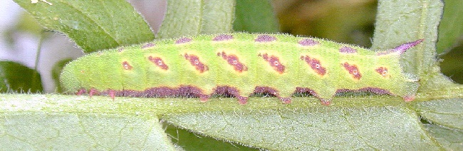 Green larva of Hemaris tityus, Joensuu, Finland. Photo: © Timo Veteli