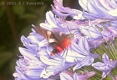 Adult Hayesiana triopus at Agapanthus flowers, Hong Kong, China. Photo: © Roger Kendrick