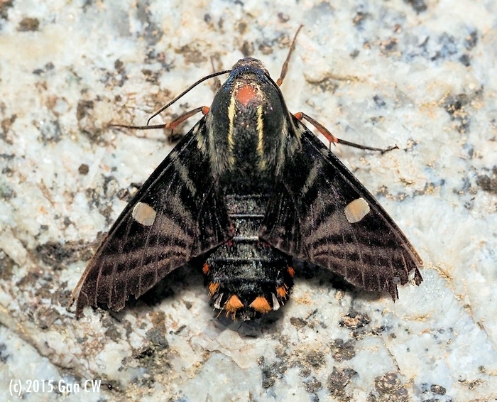 Adult Hayesiana triopus, Fraser's Hill, Pahang, Peninsular Malaysia, 22.x.2015. Photo: © CheongWeei Gan.