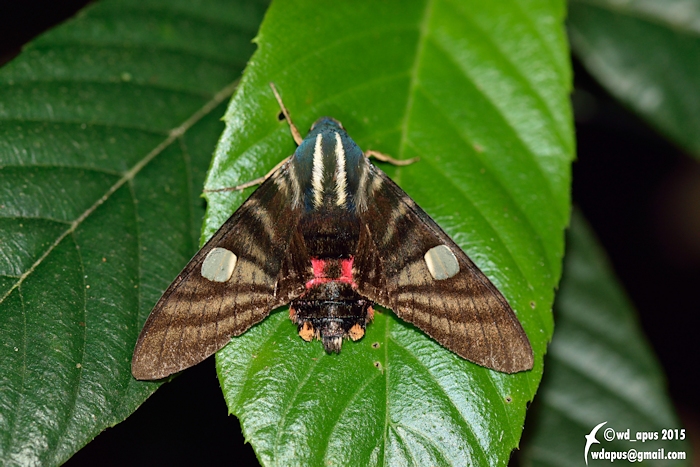 Adult Hayesiana triopus, Hong Kong, China, 2015. Photo: © WangDa Cheng.