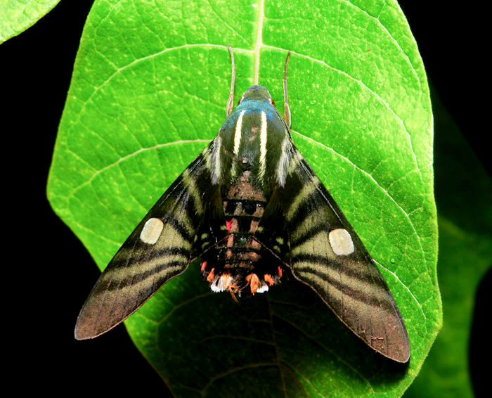 Adult Hayesiana triopus, Simao/Pu'er, Yunnan, China, 10.viii.2017. Photo: © John Horstman.