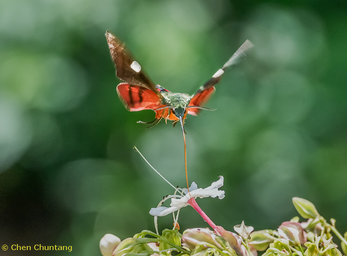 Adult Hayesiana triopus at Clerodendrum flowers, Kuocang Mountain Nature Reserve, Zhejiang, China, 5.viii.2016. Photo: © Chen Chuntang.