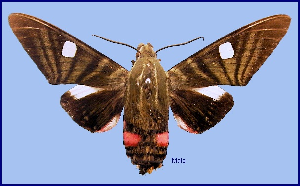 Male Hayesiana triopus. Photo: © NHMUK