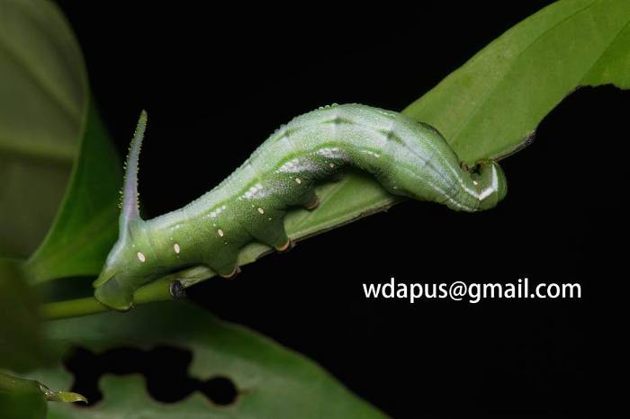 Final instar green form larva of Hayesiana triopus, Xishuangbanna, Yunnan, China. Photo: © WangDa Cheng