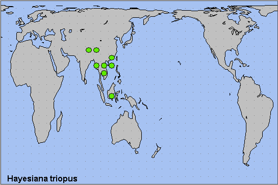 Global distribution of Hayesiana triopus. Map: © NHMUK.