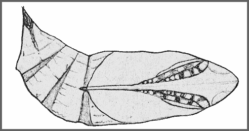 Pupa of Hayesiana triopus. Image: Mell, 1922b