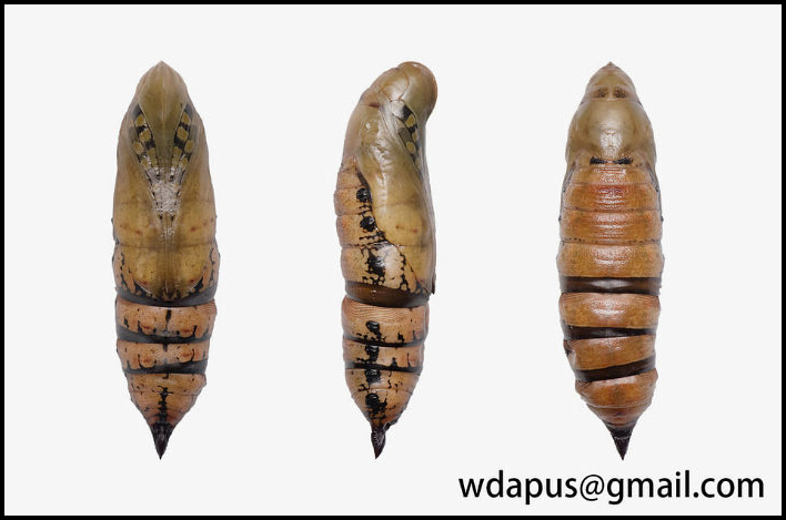 Pupa of Hayesiana triopus, Xishuangbanna, Yunnan, China. Photo: © WangDa Cheng