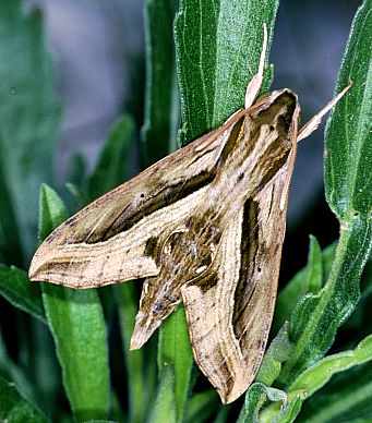 Adult Hippotion velox, Taiwan. Photo: © Felix Lin.