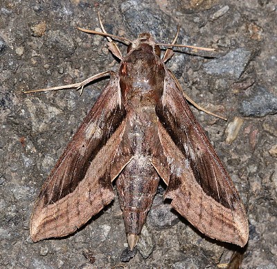 Adult Hippotion velox, Taiwan. Photo: © Henry Tzuoo.