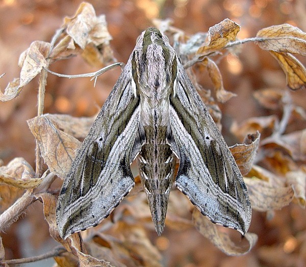 Adult Hippotion velox, Bangkok, Thailand. Photo: © Tony Pittaway.